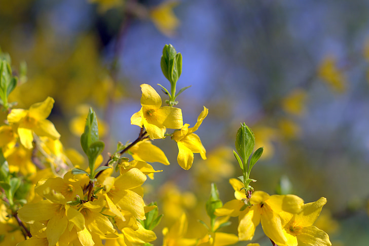 kvety, Bush, žltá, jar, Príroda, kvitnúce, Flora
