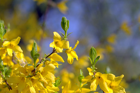 fleurs, Bush, jaune, printemps, nature, floraison, flore