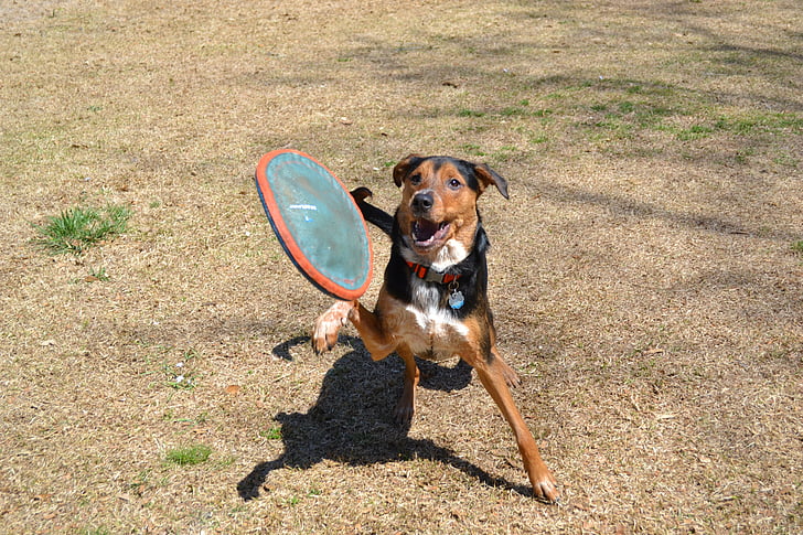 hund, frisbee, Fetch, hoppe, canine, dyr, Pet