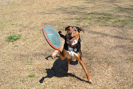 dog, frisbee, fetch, jump, canine, animal, pet