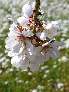 almond tree, almond flower, flowery branch, florir, flowering, flower, blossom