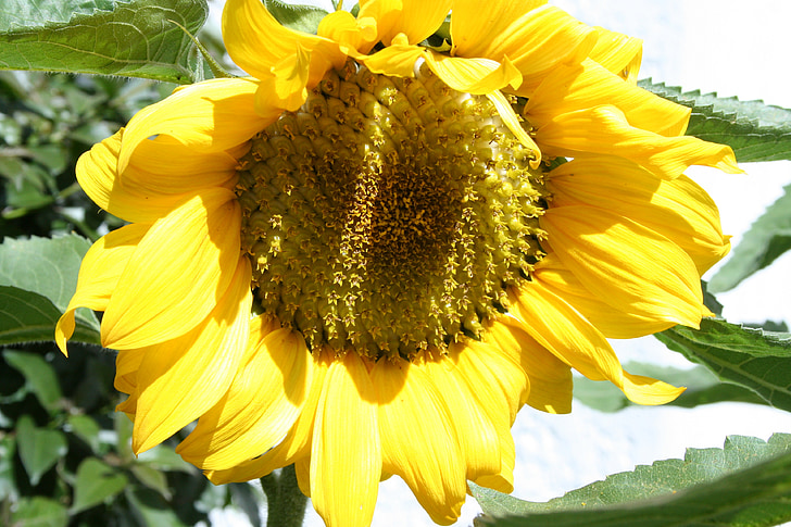 auringonkukka, kukka, Luonto, keltainen