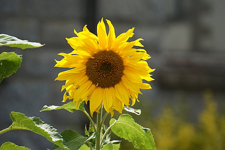 слънчоглед, цвете, жълто цвете, жълто, природата, голям цвете, слънце
