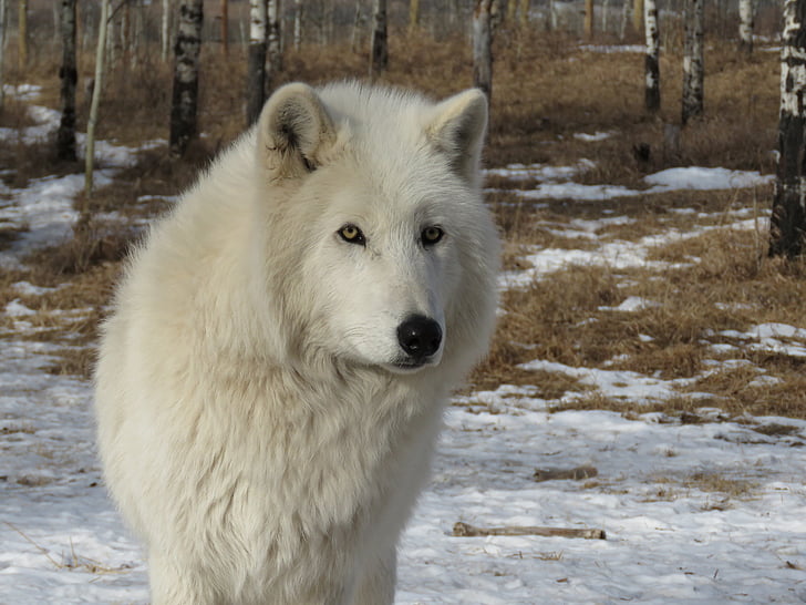 wolfdog Arktik, wolfdog, serigala, anjing, Sanctuary, rehabilitasi, bulu