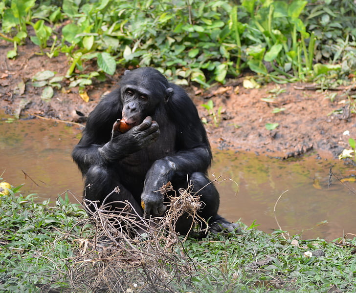 bonobó, Lola ya bonobo, a Kongói Demokratikus Köztársaság, Kinshasa, Afrika, emberszabású majom, természet