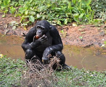 Bonobo, Lola ya bonobo, Demokratik Kongo Cumhuriyeti, Kinshasa, Afrika, maymun, doğa