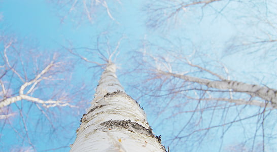 birch, winter, white, sky, twig, nature, republic of korea
