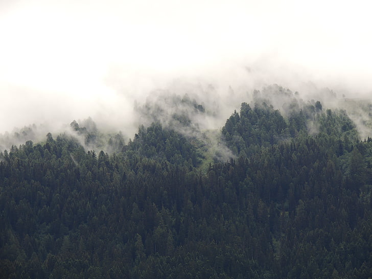 Grün, Kiefer, Bäume, bedeckt, Nebel, weiß, bewölkt