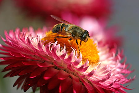 hoverfly, insect, blossom, bloom, flower, fly, nectar