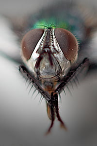 mouche domestique commun, yeux composés, macro, fermer, mouche, nature, insecte