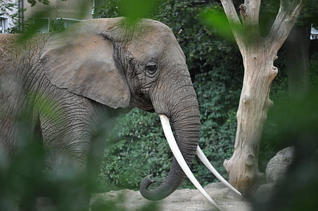 Słoń, zwierząt, ogród zoologiczny
