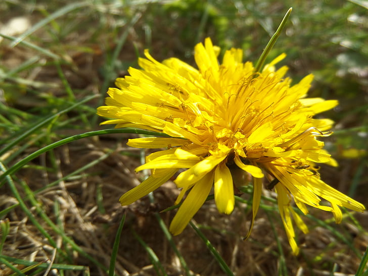 πικραλίδα πεδίο, λουλούδι, μακροεντολή, Κίτρινο