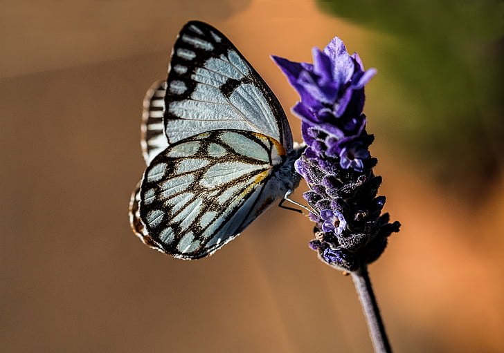 butterfly, blue, nature, lavender, summer, garden, insect