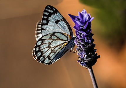 papillon, bleu, nature, lavande, été, jardin, insecte