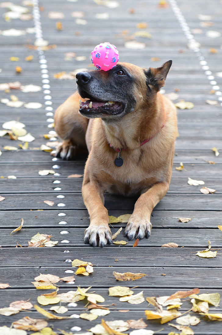 Μαλινουά, Βέλγικος Ποιμενικός Σκύλος, φύλλα, το φθινόπωρο, προσοχή, ξύλινη γέφυρα, τέχνασμα δείχνουν σκύλος