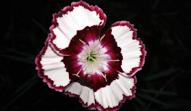 Clavell, flor, siskin de Devon, vermell, blanc, planta, jardí