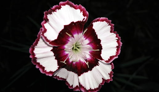 Dianthus, cvijet, Devon ulovio, Crveni, bijeli, biljka, vrt
