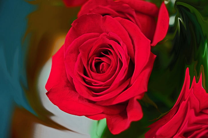 Rosa, flors que flueix, vermell, rosa vermella