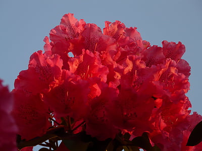Azalea, Rhododendron, blommor, Bloom, färgglada, ljusa, Anläggningen