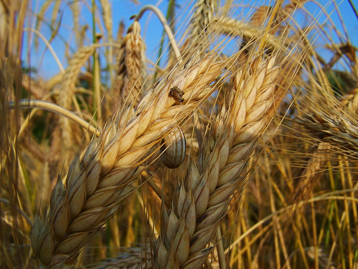 Rye, gandum matang, musim panas