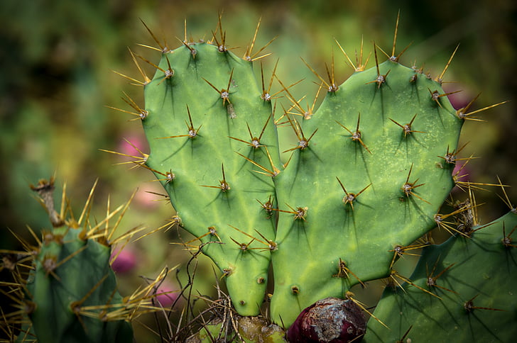 nature, plant, cactus, prickly pear, green, close, heart
