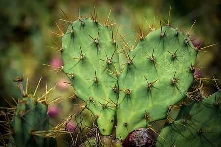 nature, plant, cactus, prickly pear, green, close, heart