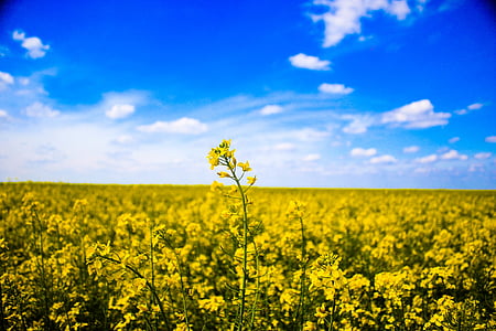 field, macro, nature, rapeseed, sky, oilseed Rape, summer