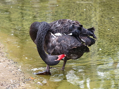 swans, black swan, bird, animal, pond, nature, wildlife