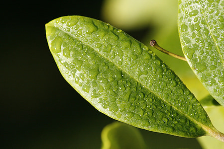 leaf, dew, nature, raindrops, green