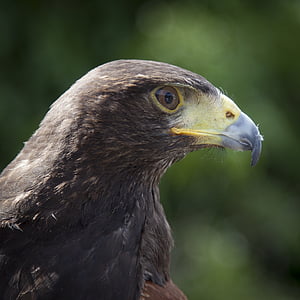 animal, animal photography, bird, close-up, eagle, macro, bird of Prey