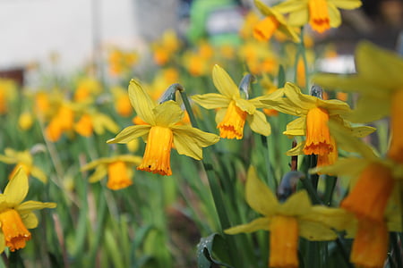 Daffodils, musim semi, kuning, hijau, Daffodil, bunga, alam