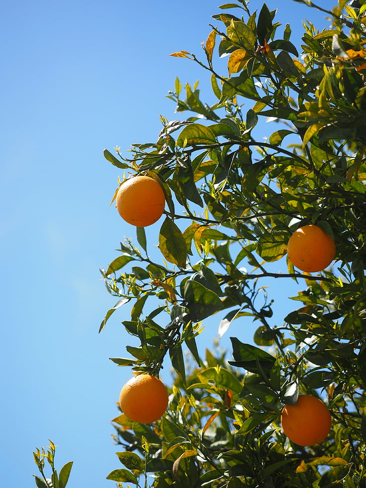 appelsiinit, hedelmät, appelsiinipuu, sitrushedelmät, puu, lehdet, esteettinen