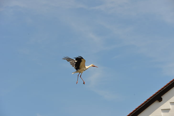 Stork, skallra stork, naturen, fluga, Sky, Stork village, blå