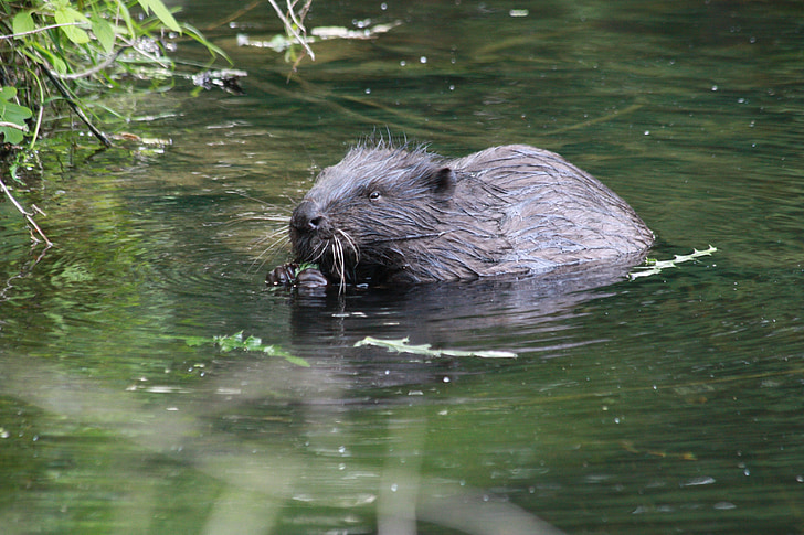 Beaver, air, alam, hijau