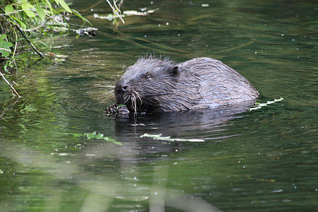 Beaver, vesi, Luonto, vihreä