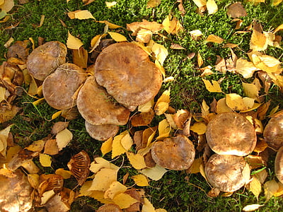 bare kremplinge, viele Pilze, zusammen, Paxillus involutus, Pilz Gattung, Pilz-Familie, Tannen