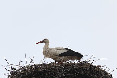 stork, storchennest, nest, bird, animal, animals, animal world