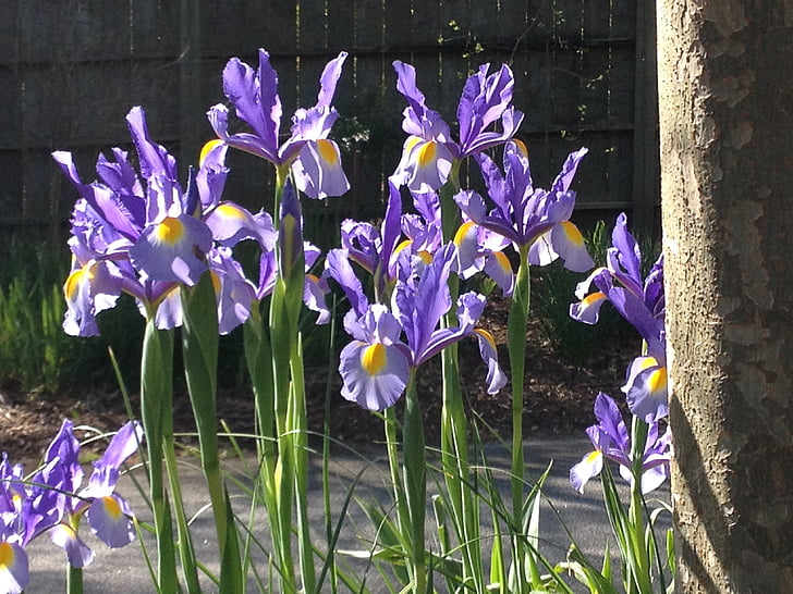 Iris, lilled, lilla, õie, lill, õis, kevadel