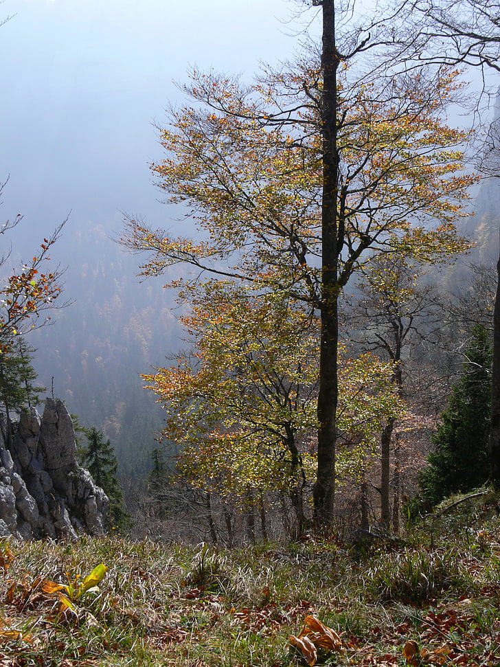 landskap, träd, faller, naturen, skogen, Schweiz