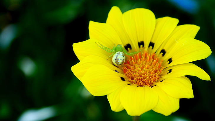yellow, natural, flower, spider