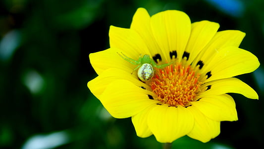 galben, naturale, floare, păianjen
