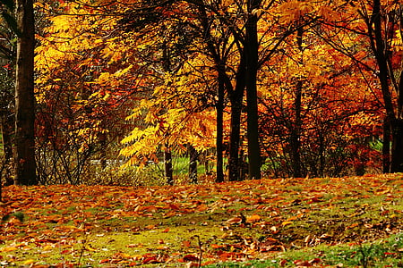 视图, 秋天, 深秋, 枫树