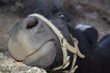 horse, face, harness, funny face, funny photo, nose, nostrils