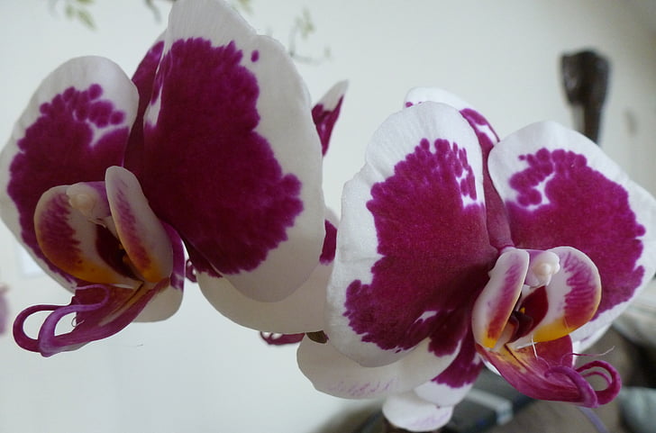 orhideja, vešča orhideja, Phalaenopsis, cvet, cvet, cvet