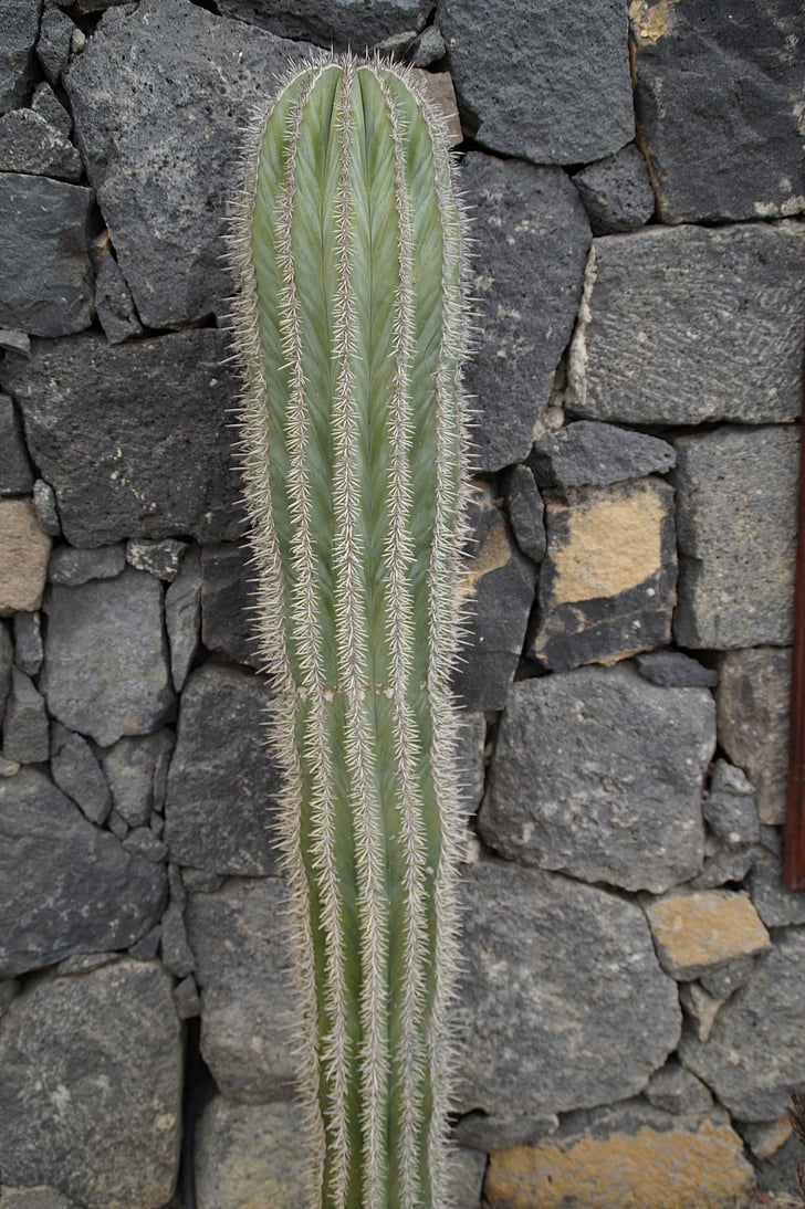 Cactus, mur, Front yard, mur de jardin, jardin, Page d’accueil, lit