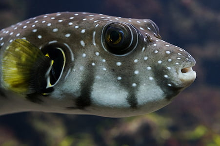puffer fish, sea, underwater world, close, reef, underwater, animal