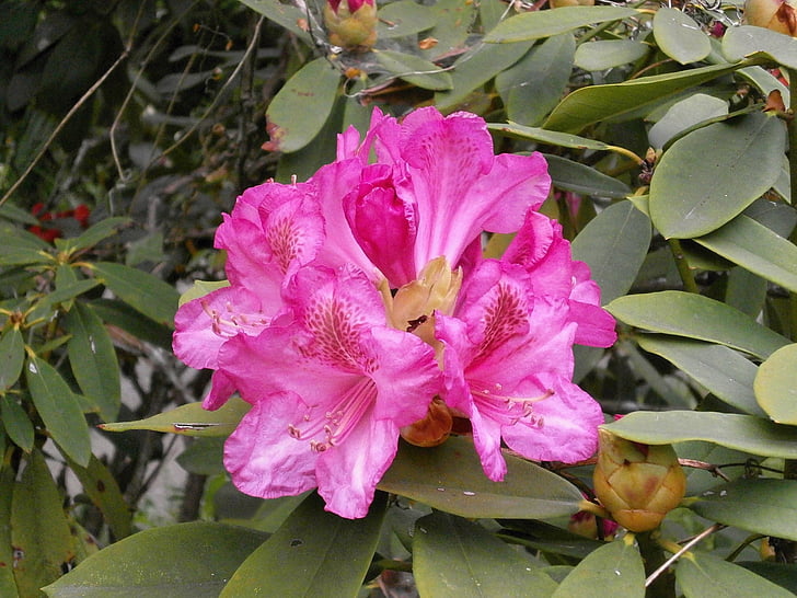 Rhododendron, rododendronid, Kanarbikulised, Kevadlilled, roosa, roosa lill
