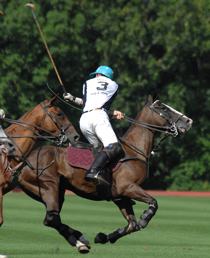 polo, man, player, horses, sports, competition, back hand