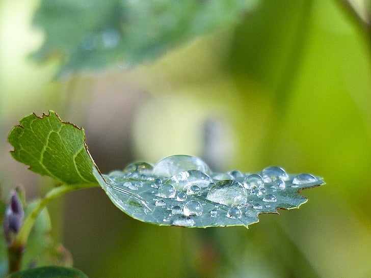 Leaf, Krūms, Bušs, meža, atmosfēra, no rīta, lietus lāses