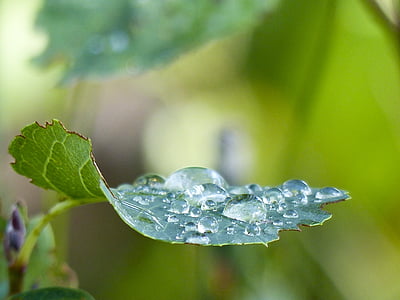 blad, busk, Bush, skov, atmosfære, morgen, regndråber